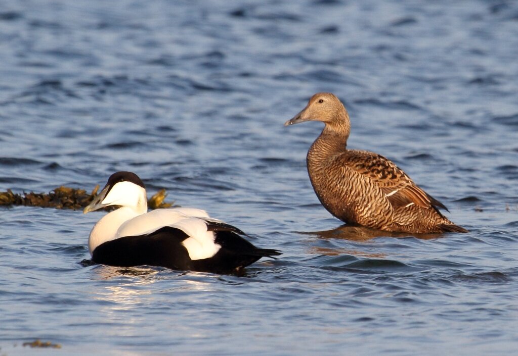 Самец в черно-белом оперении и скромная коричневая самочка гаги.