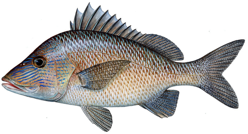 Haemulon plumierii