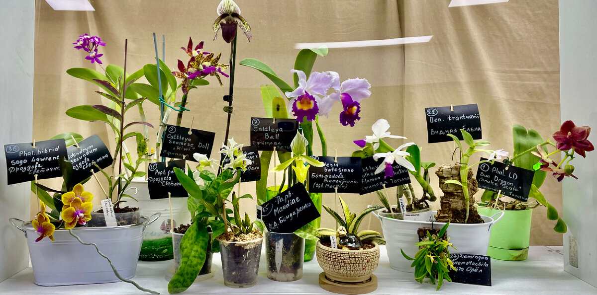 Орхидиум 2023. Орхидиум. Орхидиум 2022. Орхидиум выставка. Орхидиум 2024.