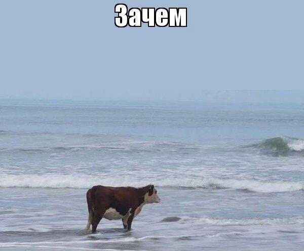 Традиционный мем не связанный с содержимым.