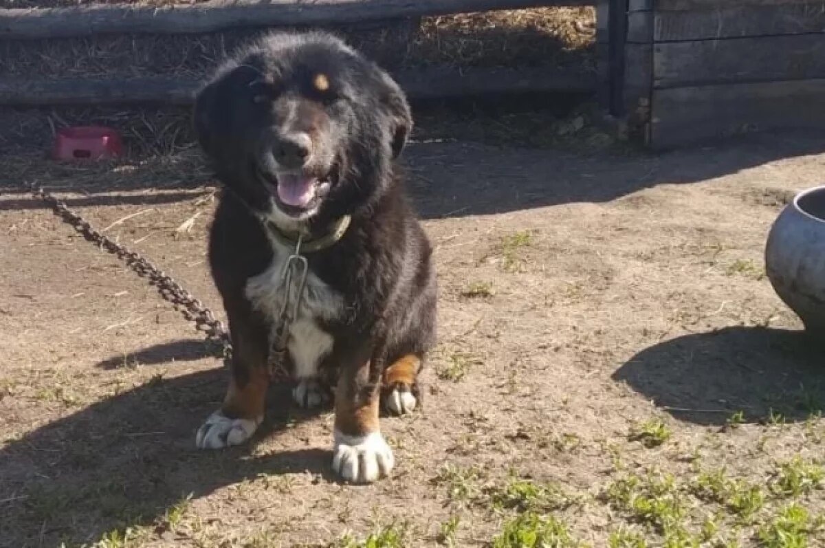    За три недели в новом доме Талисман стал упитанным и веселым.