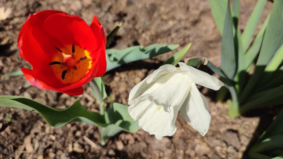 Огород сестры. Новосибирск