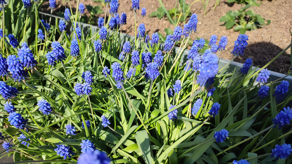 Огород сестры. Новосибирск