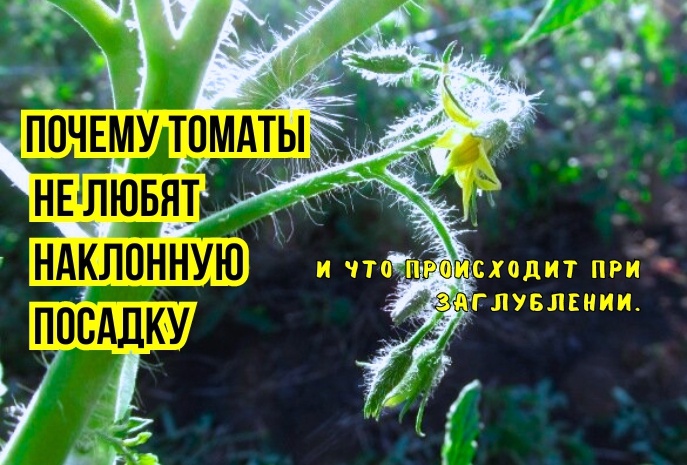 Вот почему томаты не любят посадку "под углом" и заглубление: 3 причины и совет агронома. Как мы снижаем урожайность и сдвигаем плодоношение