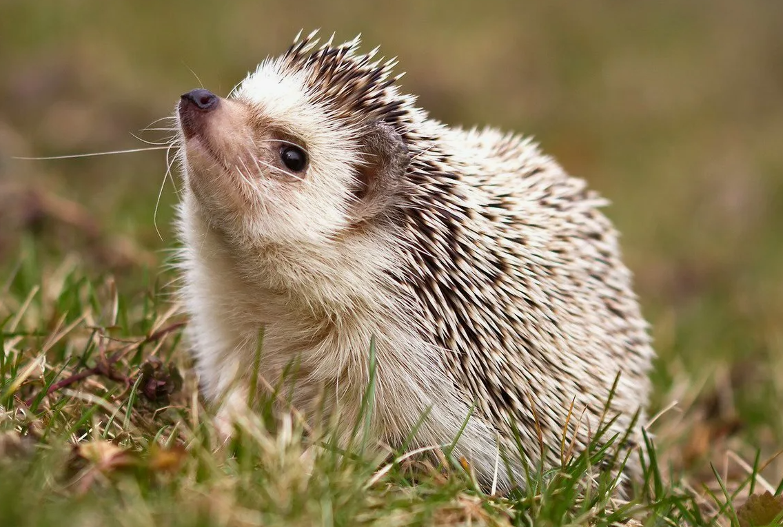 Ежи - удивительные создания, и один из самых необычных фактов о них заключается в их поведении, называемом "антиинг". Когда ежи сталкиваются с сильным запахом или новым предметом, они начинают его обнюхивать, лизать, а затем покрывают слюной свои иголки.