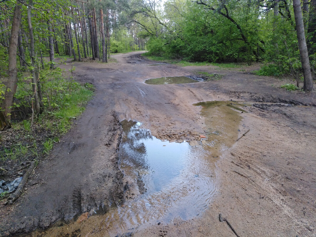 Лесные ручьи