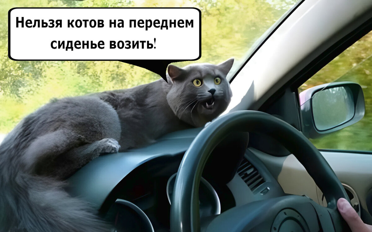 Найдите того, кто будет гладить собаку или кота во время поездки