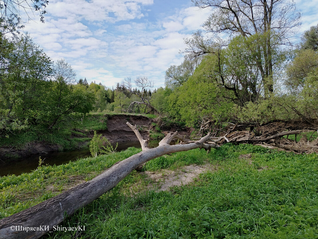 Река Лужа. В нижней части снимка лежит бывшее дерево. У бобров сначала оно было межевым деревом, а потом они его завалили. Кушать хотелось.