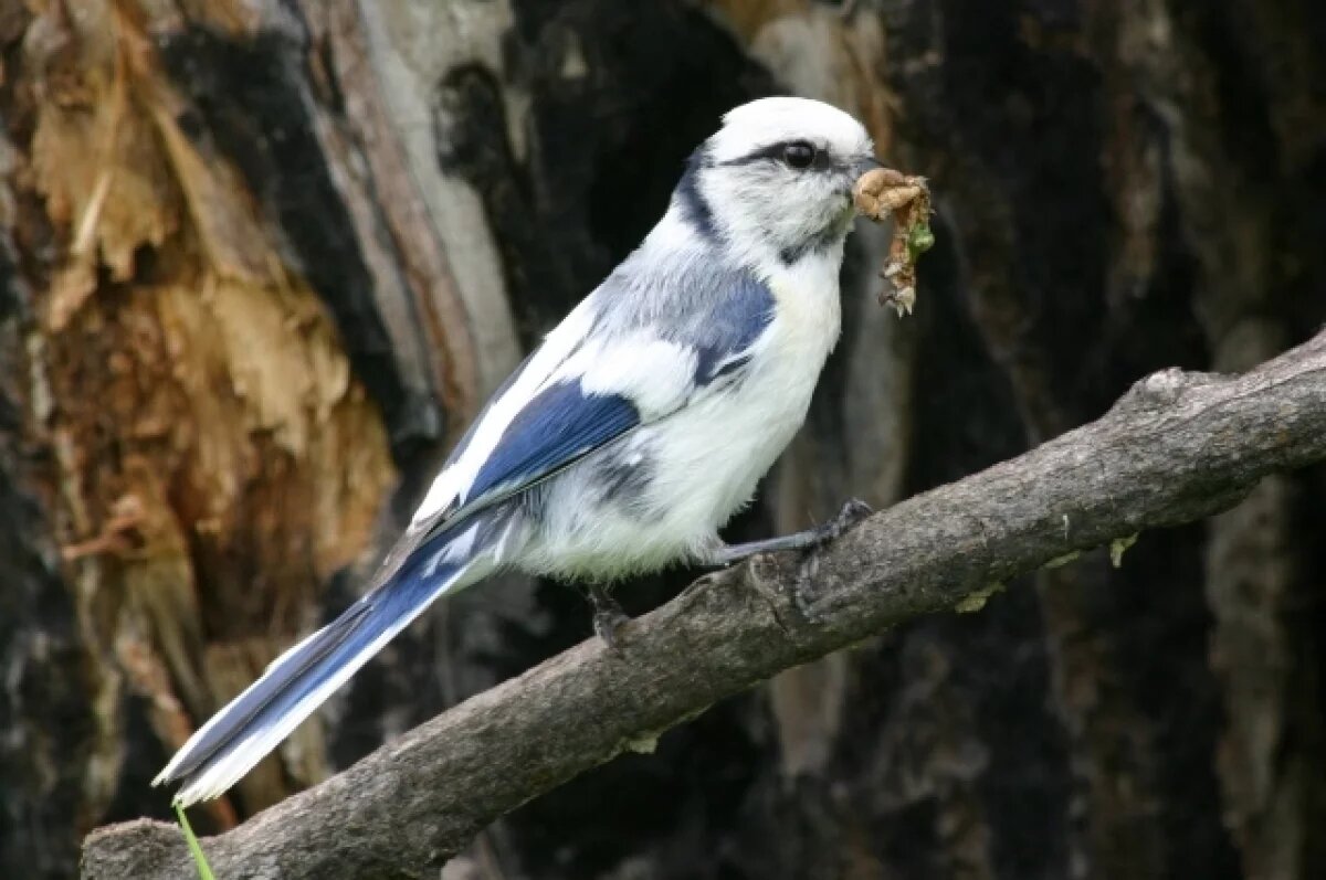    Бесплатные орнитологические экскурсии проведут в парках Казани