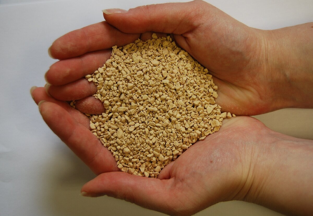 Вот так может выглядеть это прекрасное средство улучшения почвы