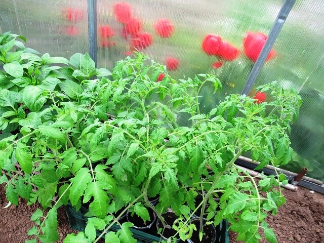 томаты перед высадкой 18 мая 2024 г в стаканчиках, в ящике - так закалялись до высадки в теплице, фото автора