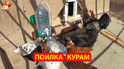 Поилка курам из бутылок 5 л 💦 Сделай сам своими руками и порадуй несушек 😂