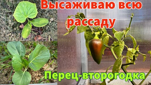 Наконец-то высаживаю всю рассаду на грядки. Что заложить в лунку. Перец выжил после заморозков