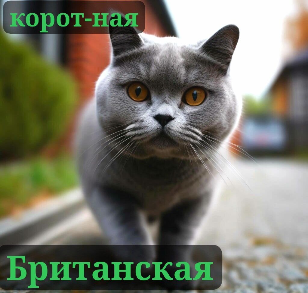 Взято из моего Шедеврум канала 