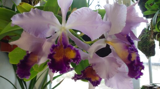 Цветение моей Cattleya Dinard 