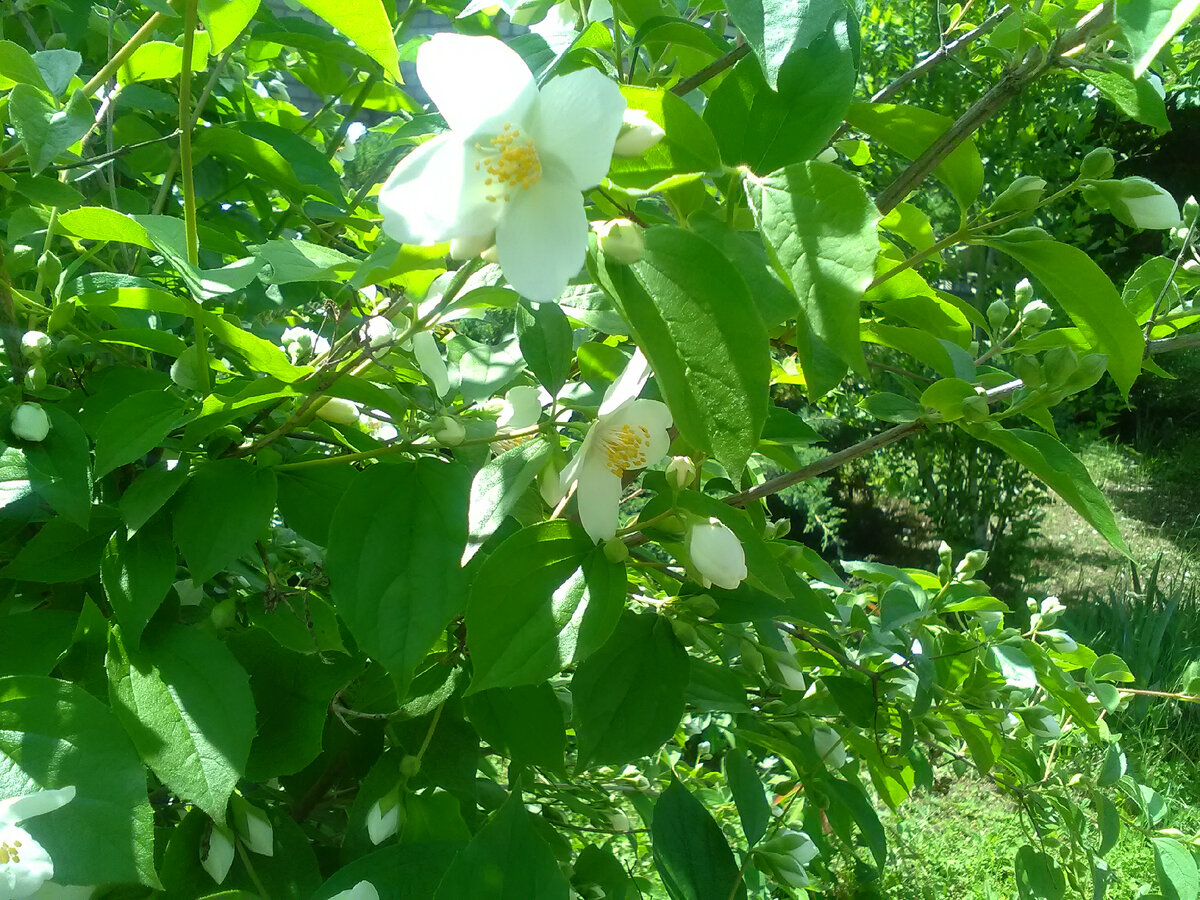 У нас его называют жасмином