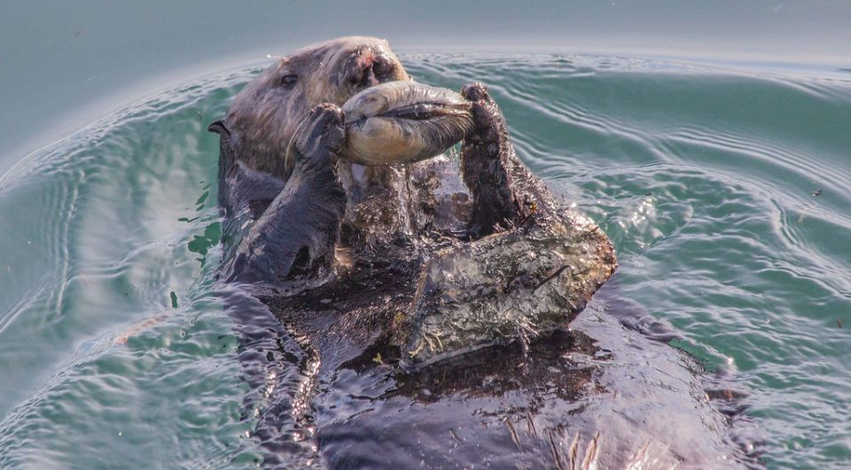   Smithsonian's National Zoo / Flickr / CC BY-NC-ND 2.0 DEED