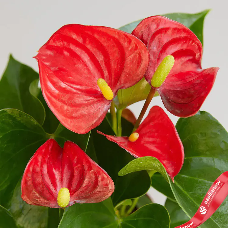 Фото: Антуриум красный с сайта azalianow.ru