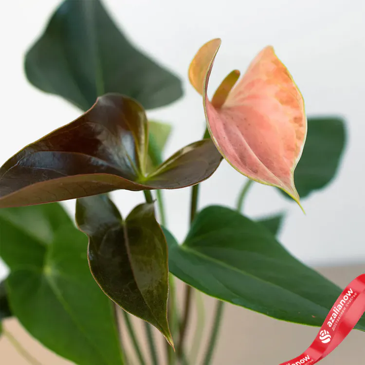 Фото: Антуриум Радужный чемпион с сайта azalianow.ru