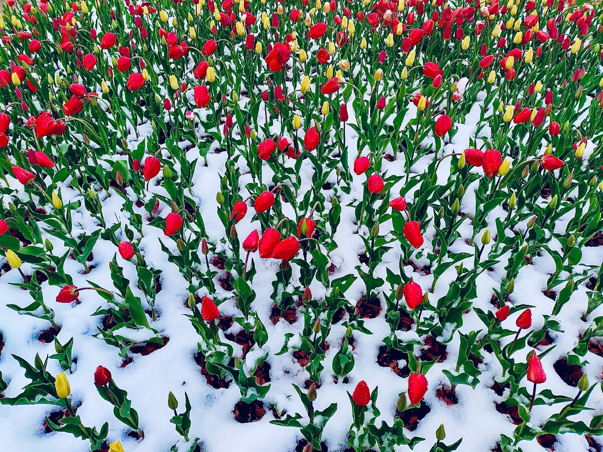 Тюльпаны в снегу - красиво, но очень холодно)