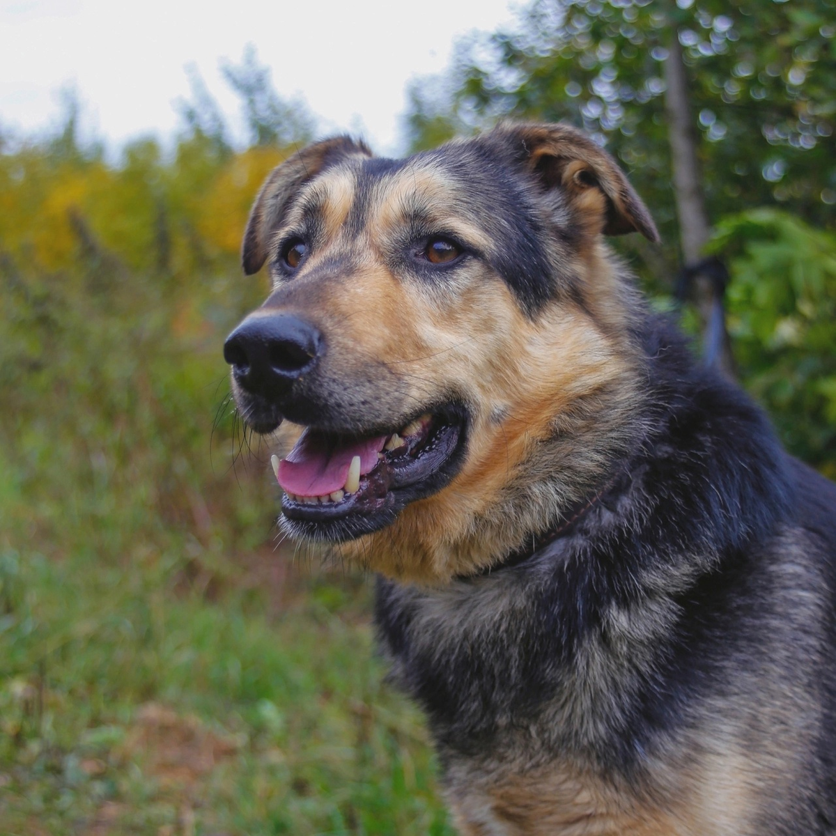 Пушистый добрячок хотел бы с вами познакомиться 🐶 | Приют ЗООДОМ | Дзен