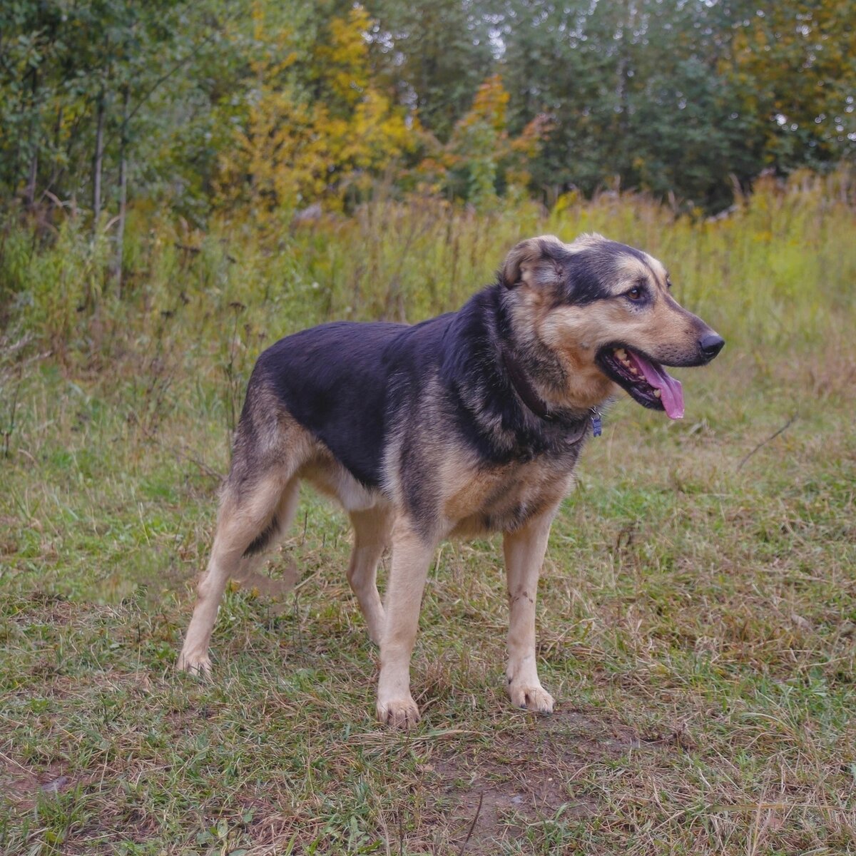 Пушистый добрячок хотел бы с вами познакомиться 🐶 | Приют ЗООДОМ | Дзен