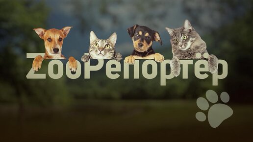 ZooРепортёр (18.04.2024)