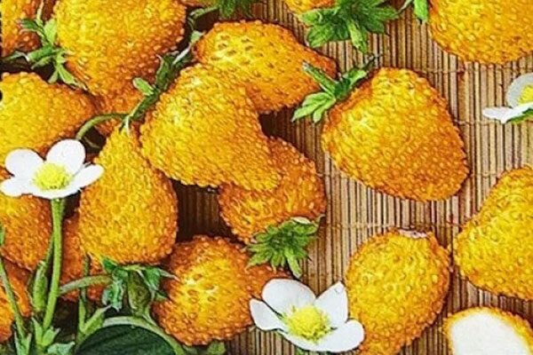 Возможные болезни и способы защиты