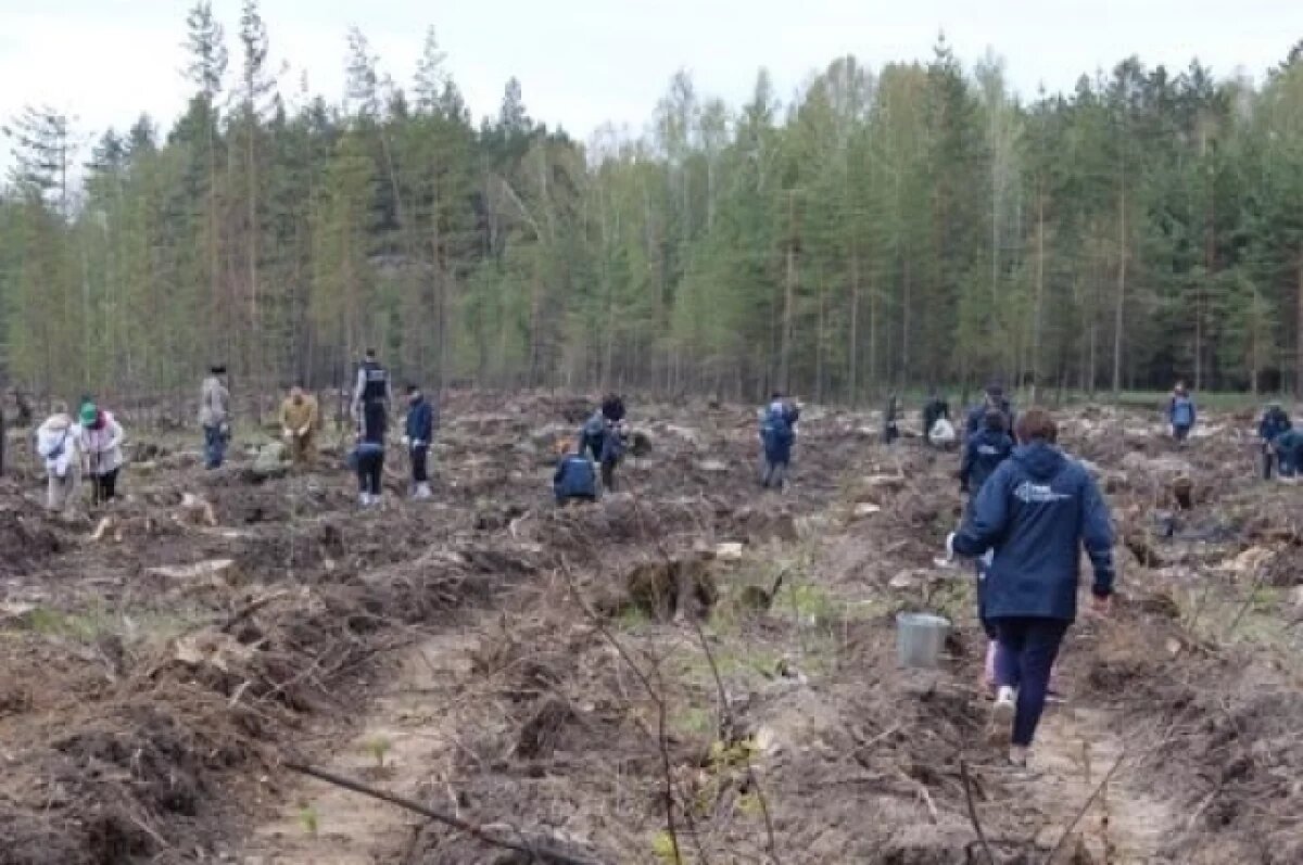    На Урале высадили ещё более 16 тысяч деревьев в рамках акции «Сад памяти»