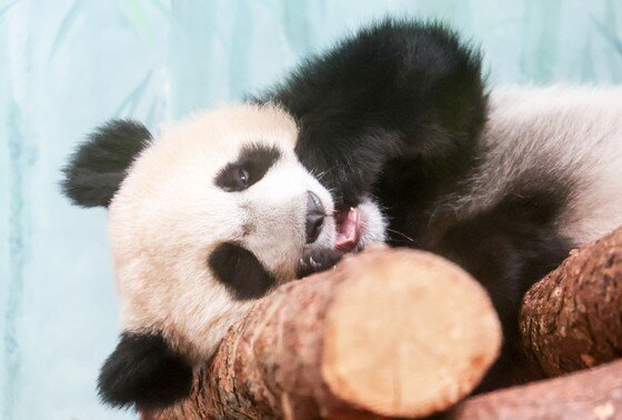    Панда Катюша