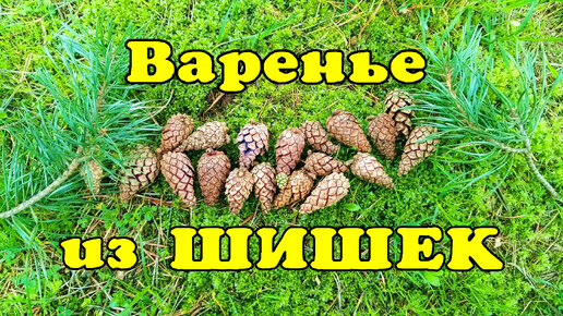 Вкуснейшее варенье из Шишек. Секретный рецепт алтайских старцев.