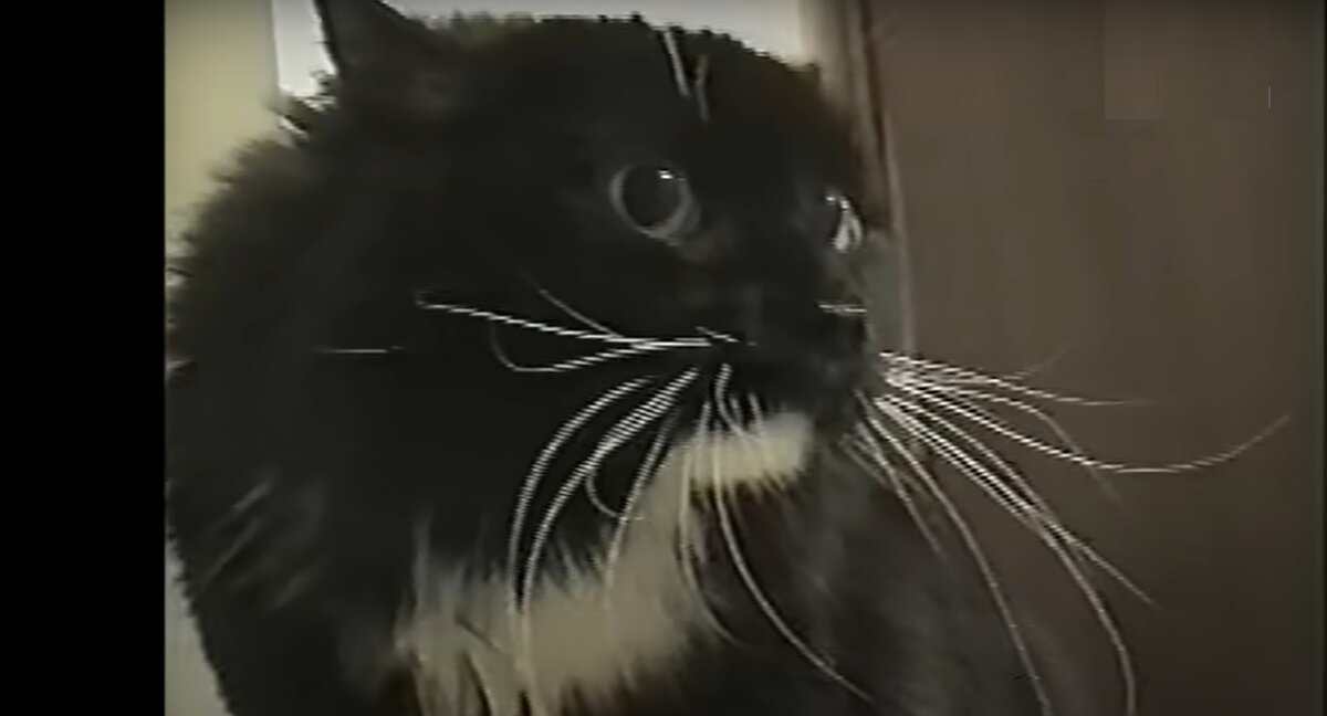 Кот Long Johnson приветствует вас! (и держит себя в руках)))