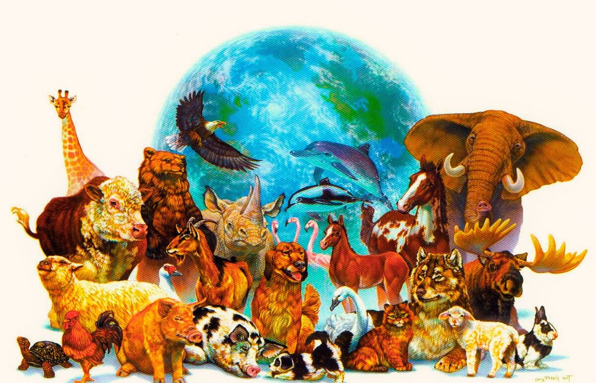 Разнообразие животных.