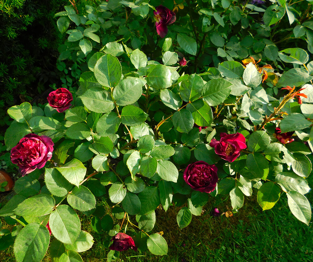 испорченные цветы на Munstead Wood