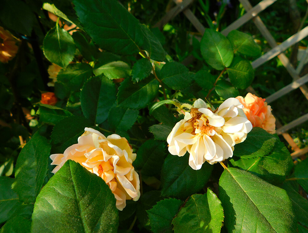 и на Crown Princess Margareta