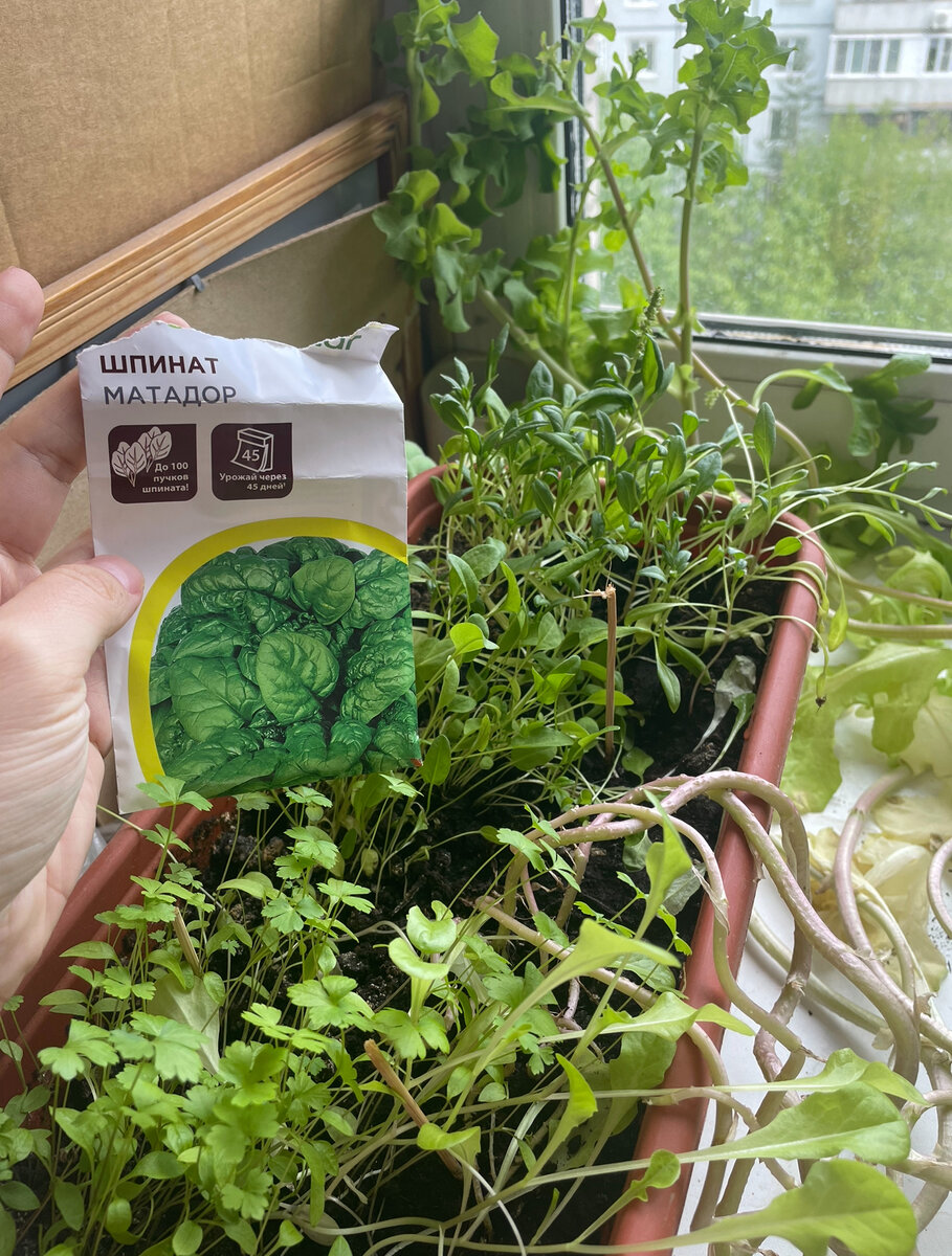 В какой трети тары был шпинат не отметила, теперь не могу опознать есть ли он тут вообще