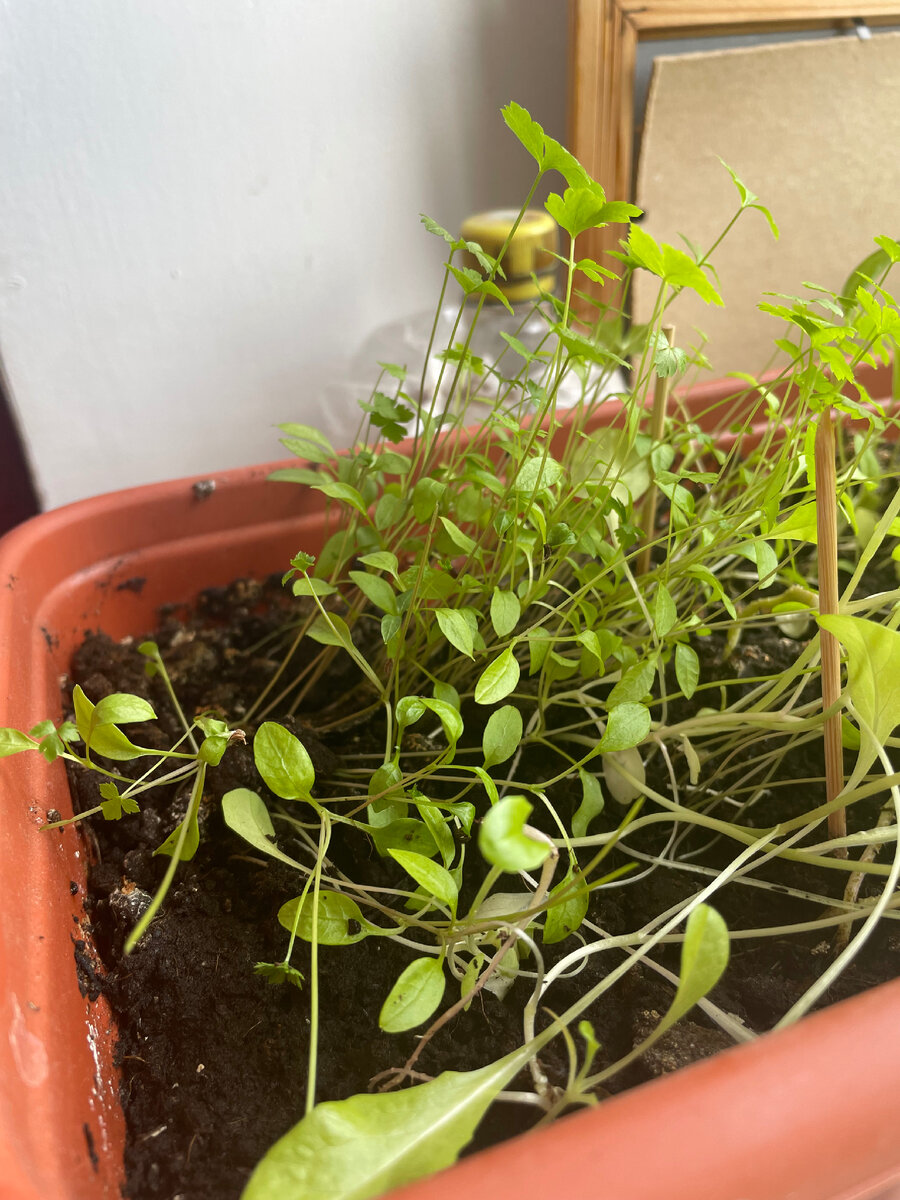 Справа окно