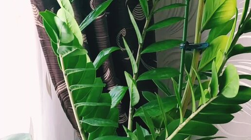 Папа фан 2 машинки зомби