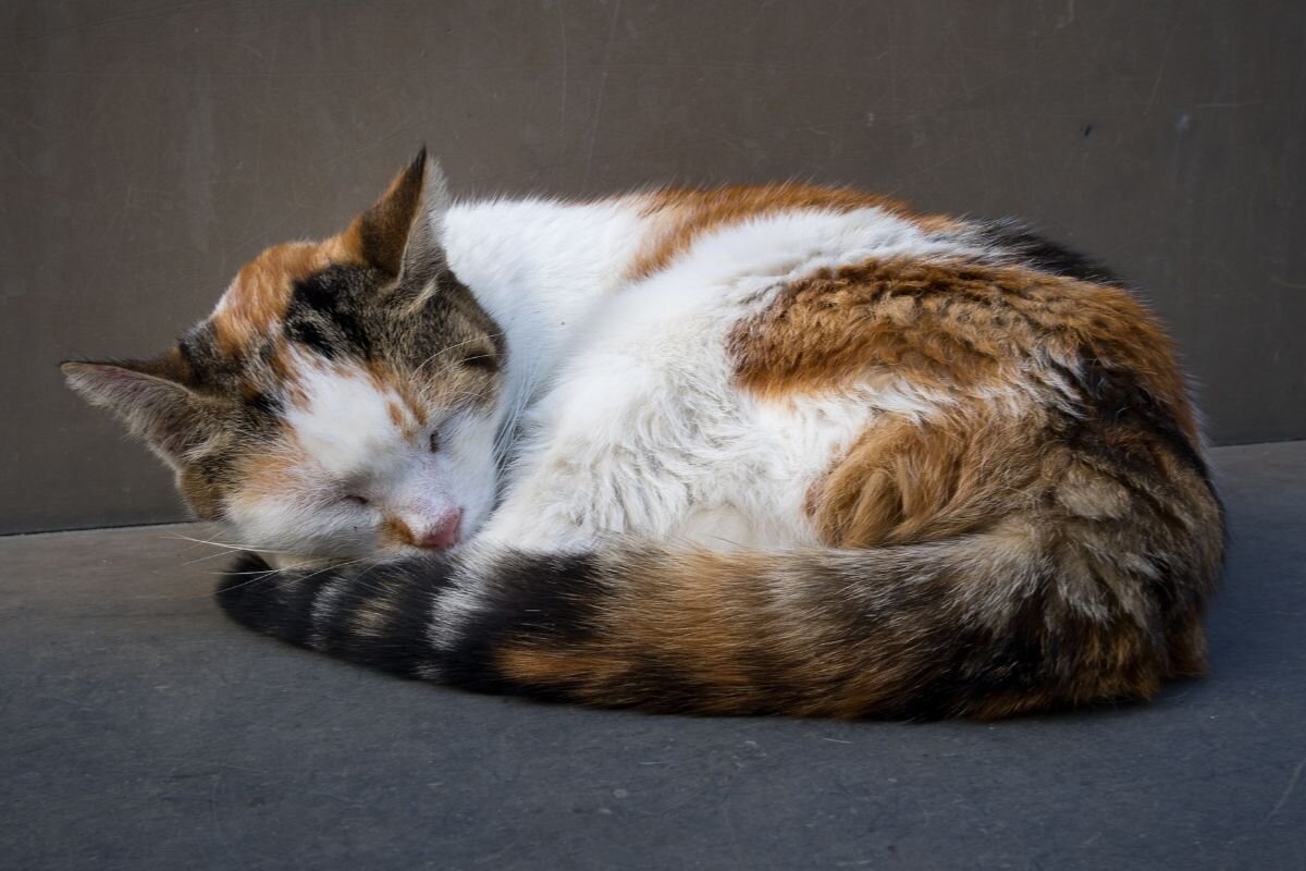 Кот спит, свернувшись калачиком