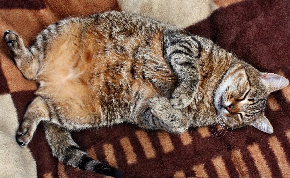 Кошка спит на спине