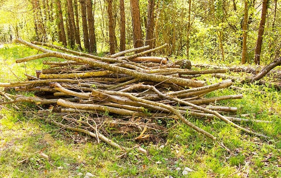    Валежник. Источник: pexels