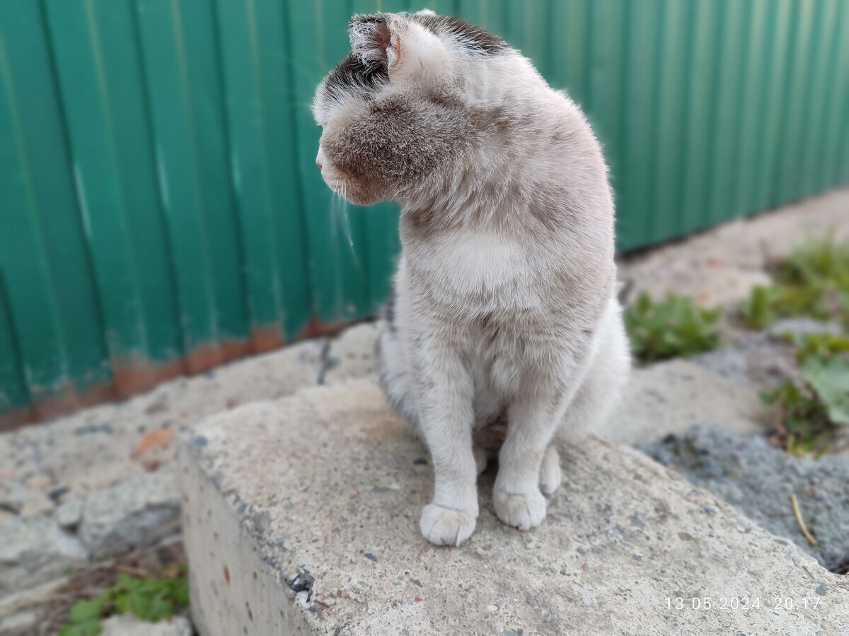 Грязный кот весь район держит