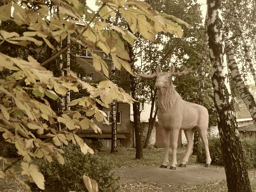 тот самый лось, стоящий около "анатомички". Фото из открытого доступа