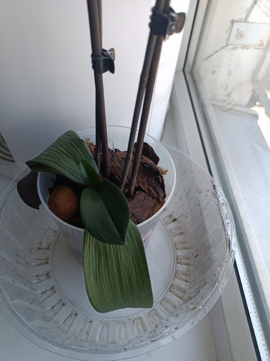 Стекает после полива