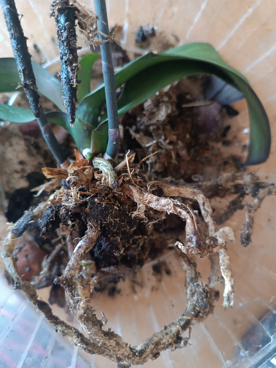 Гнилые корни