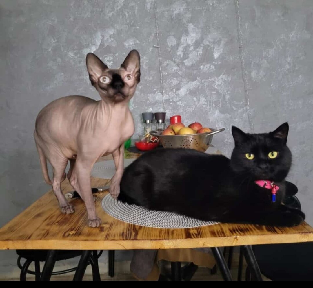 Наша мама Манюня и кошка Тучка