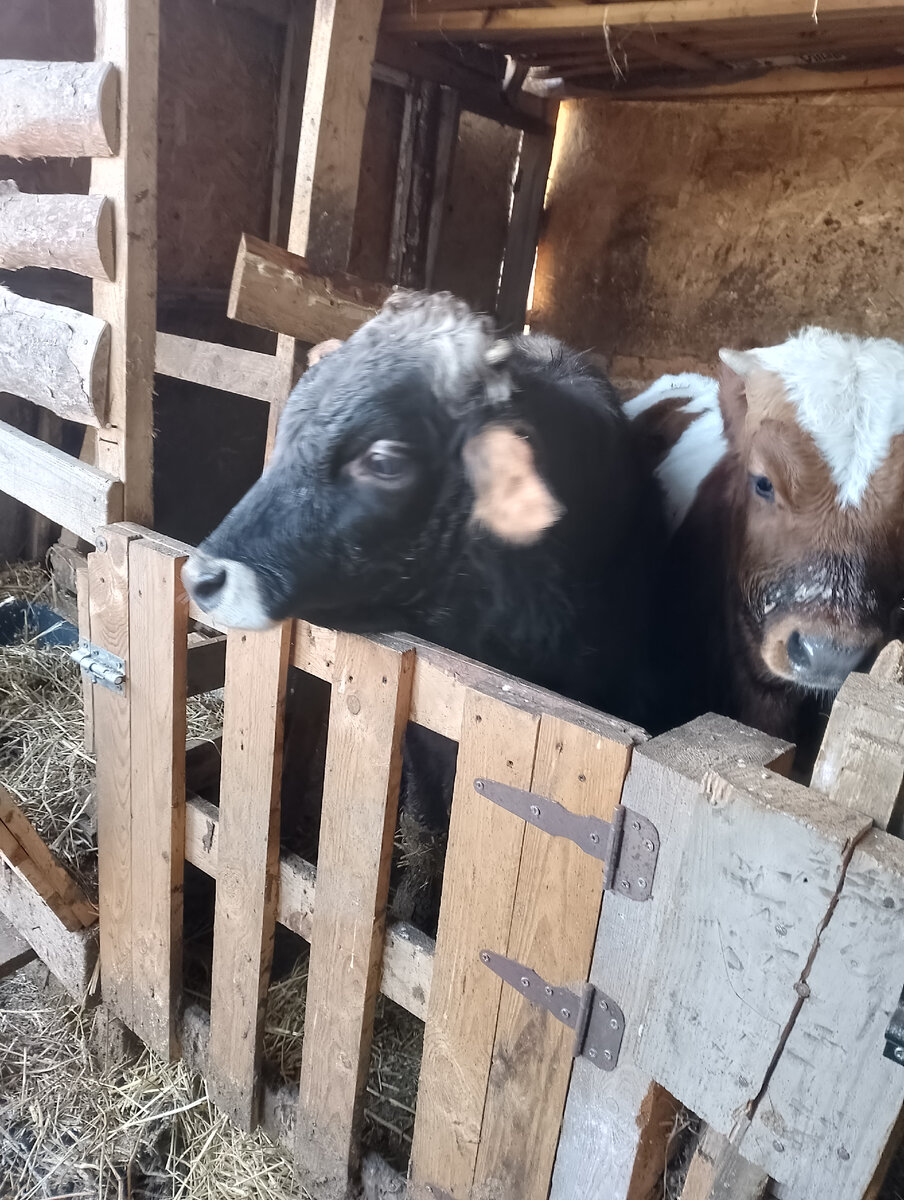 Ведёрки стали маловаты, кушать начали из корыта.