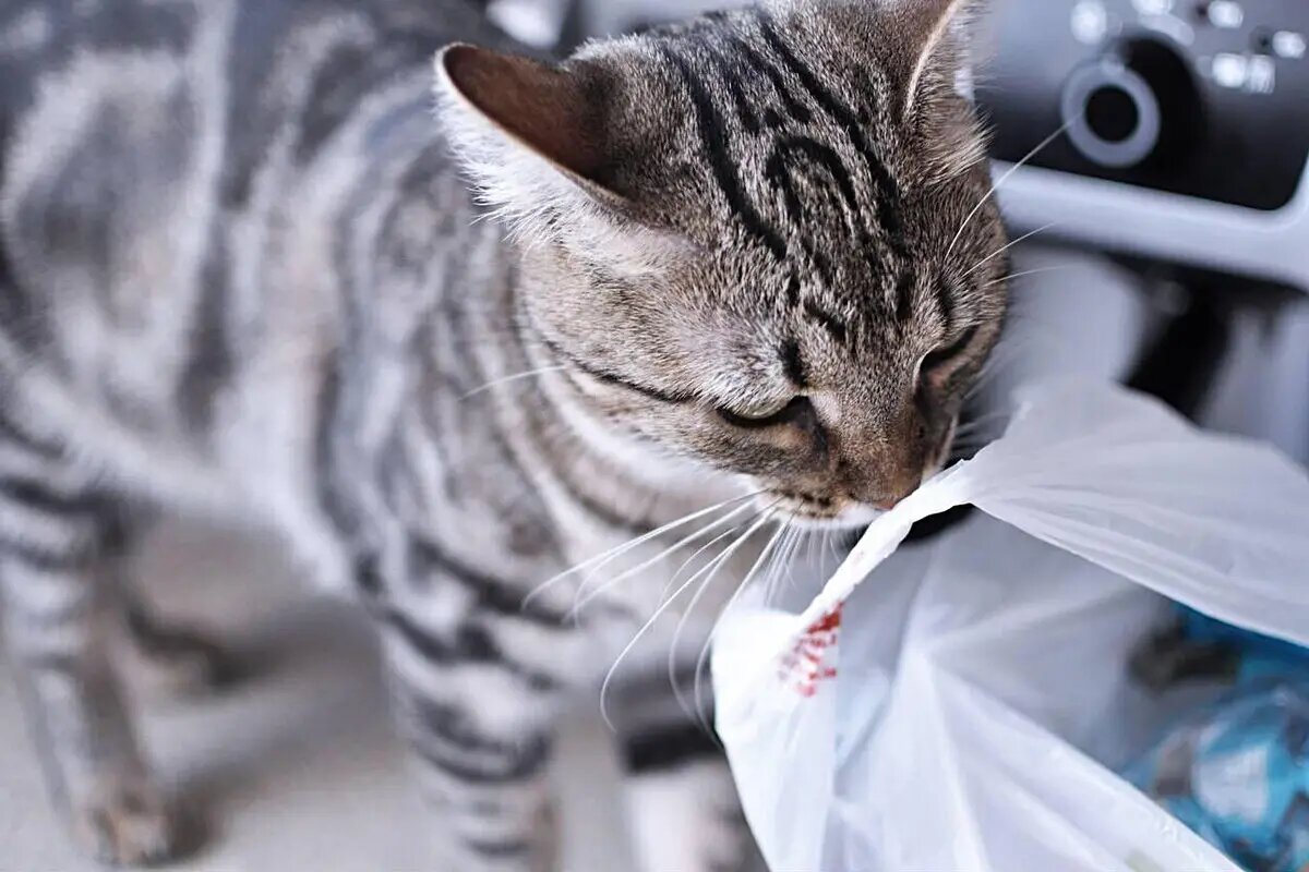    Если что-то годится для еды — оно принадлежит мне /iStock