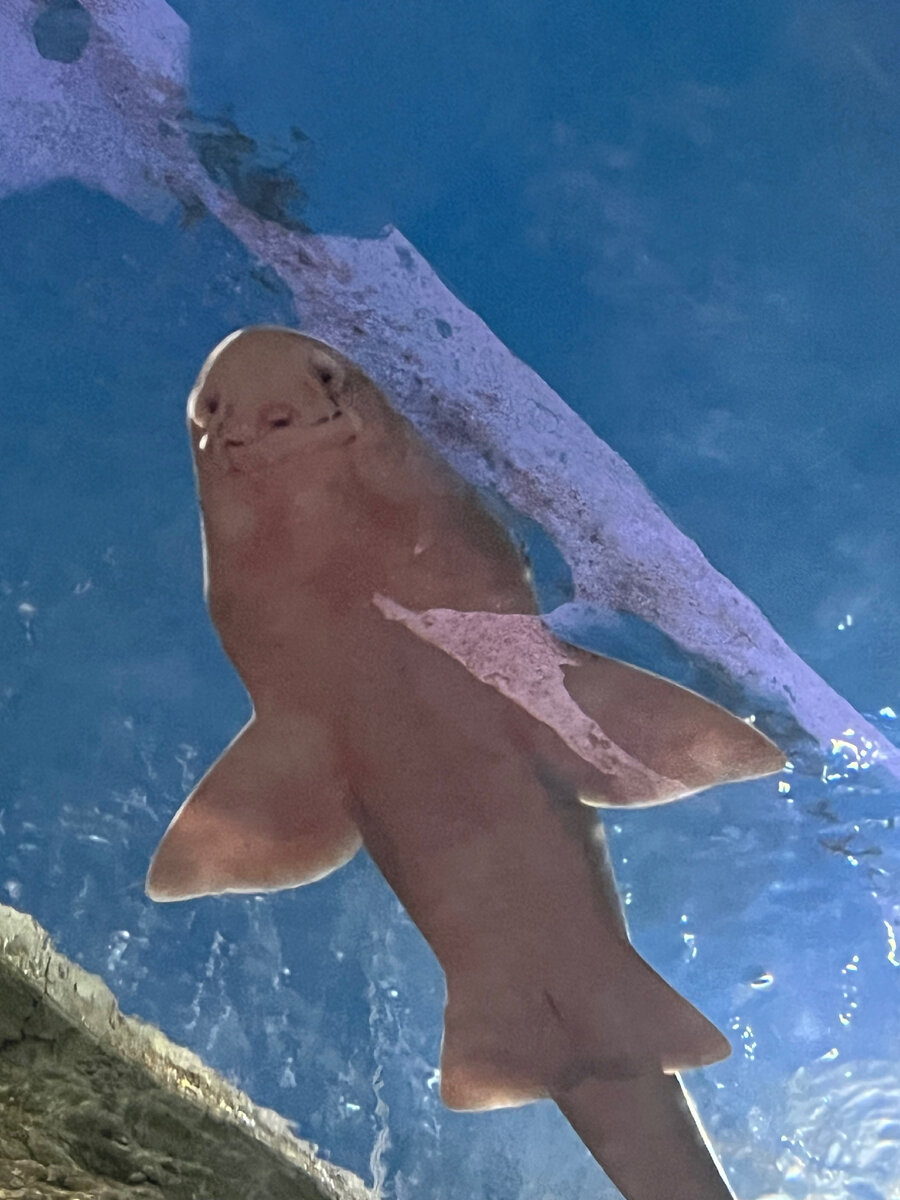 Фото автора из океанариума Екатеринбурга 