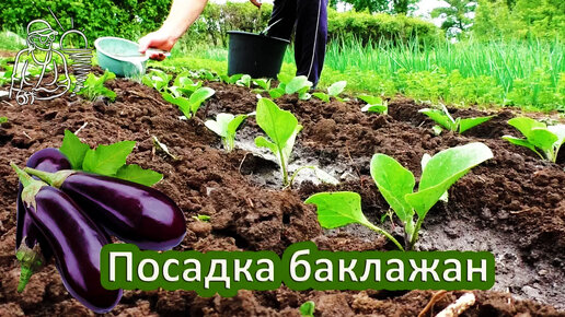 🍆 Посадка баклажанов в открытый грунт рассадой